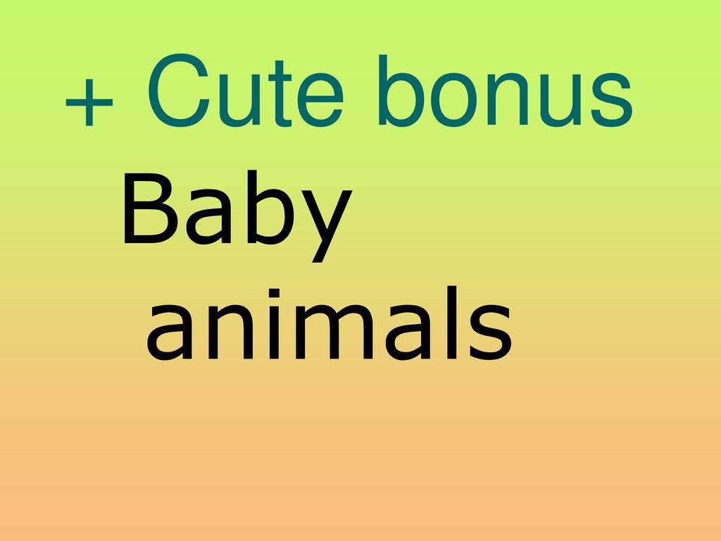 + Cute bonus Baby animals