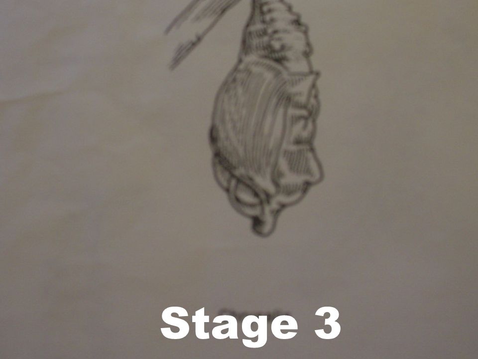 Stage 3