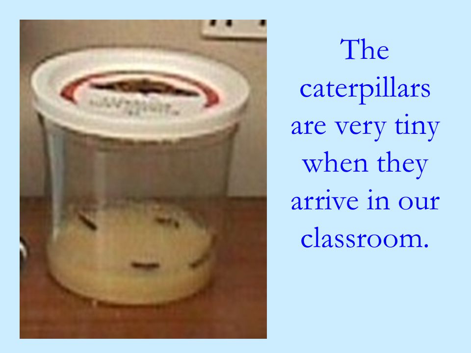 The caterpillars are very tiny when they arrive in our classroom.