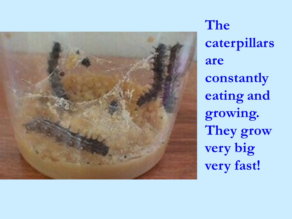 The caterpillars are constantly eating and growing