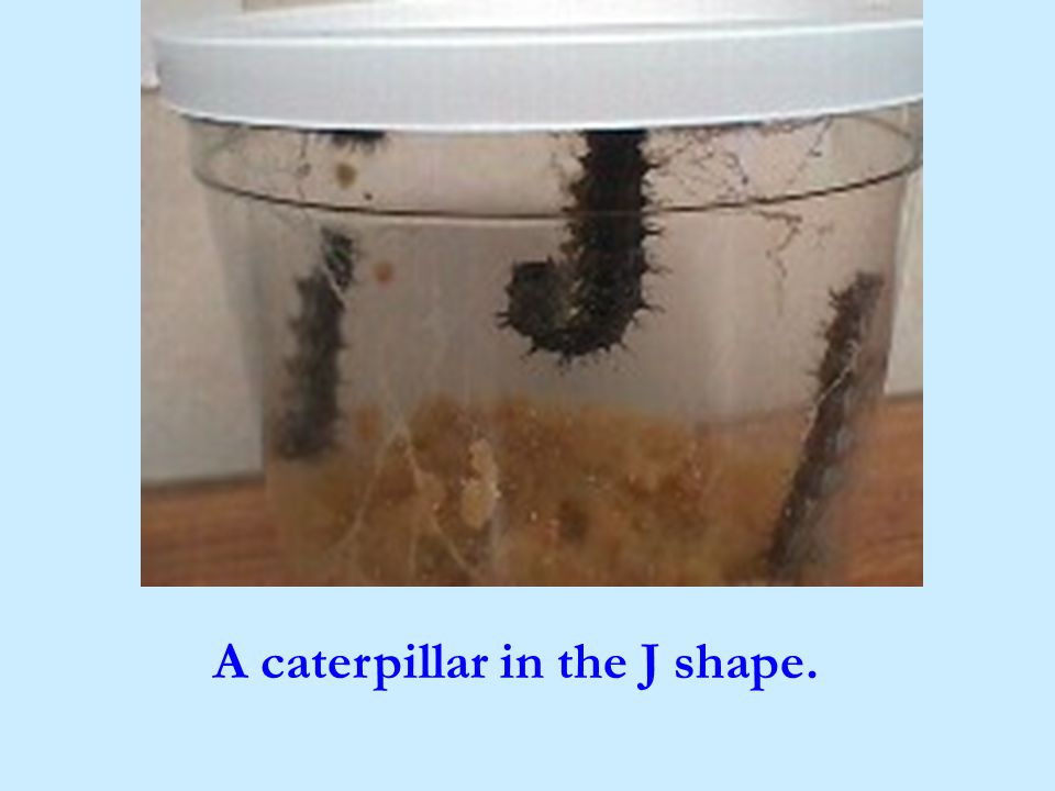 A caterpillar in the J shape.