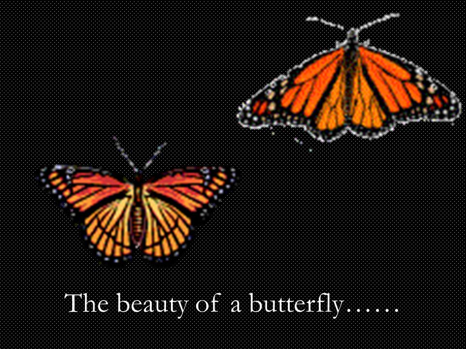 The beauty of a butterfly……