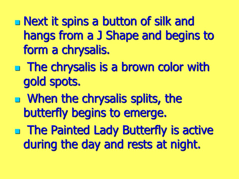 Next it spins a button of silk and hangs from a J Shape and begins to form a chrysalis.