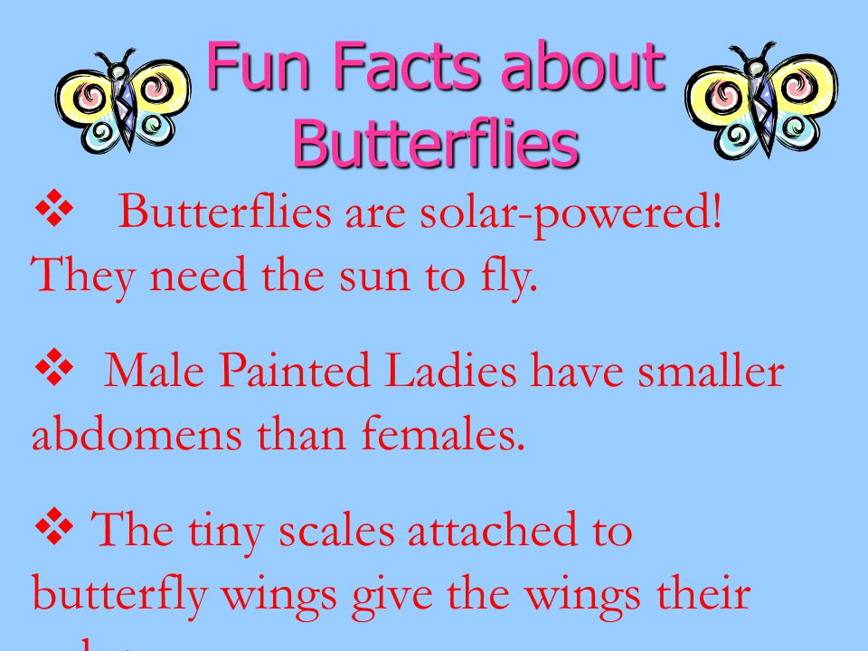Fun Facts about Butterflies