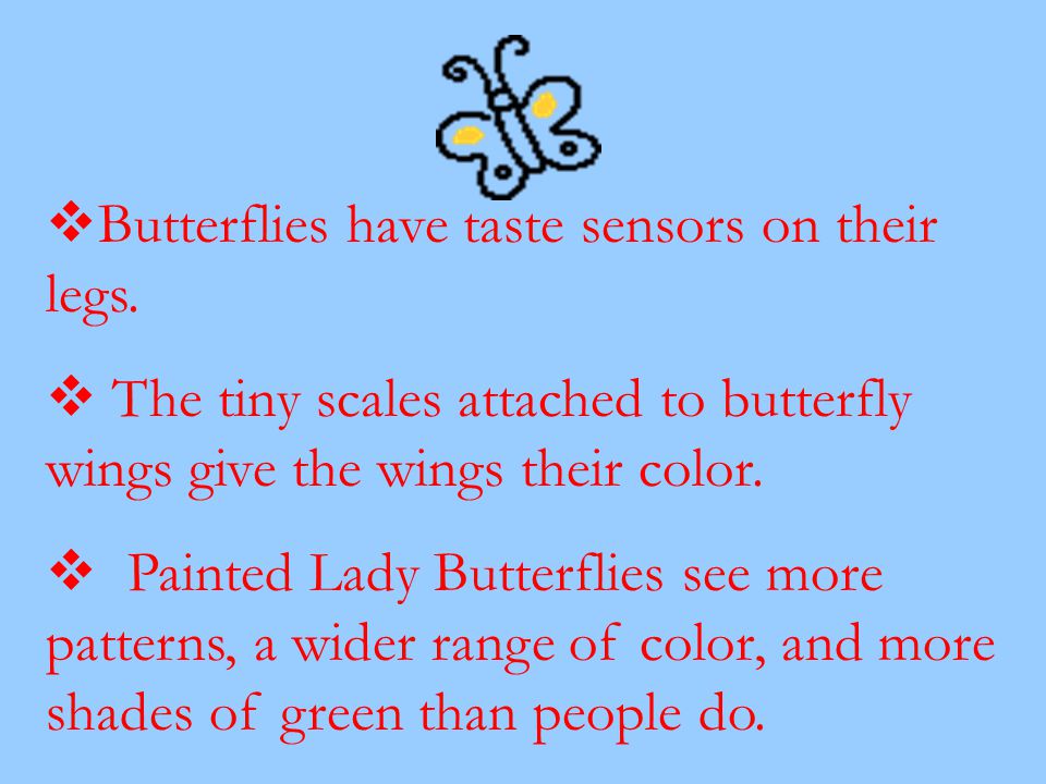Butterflies have taste sensors on their legs.