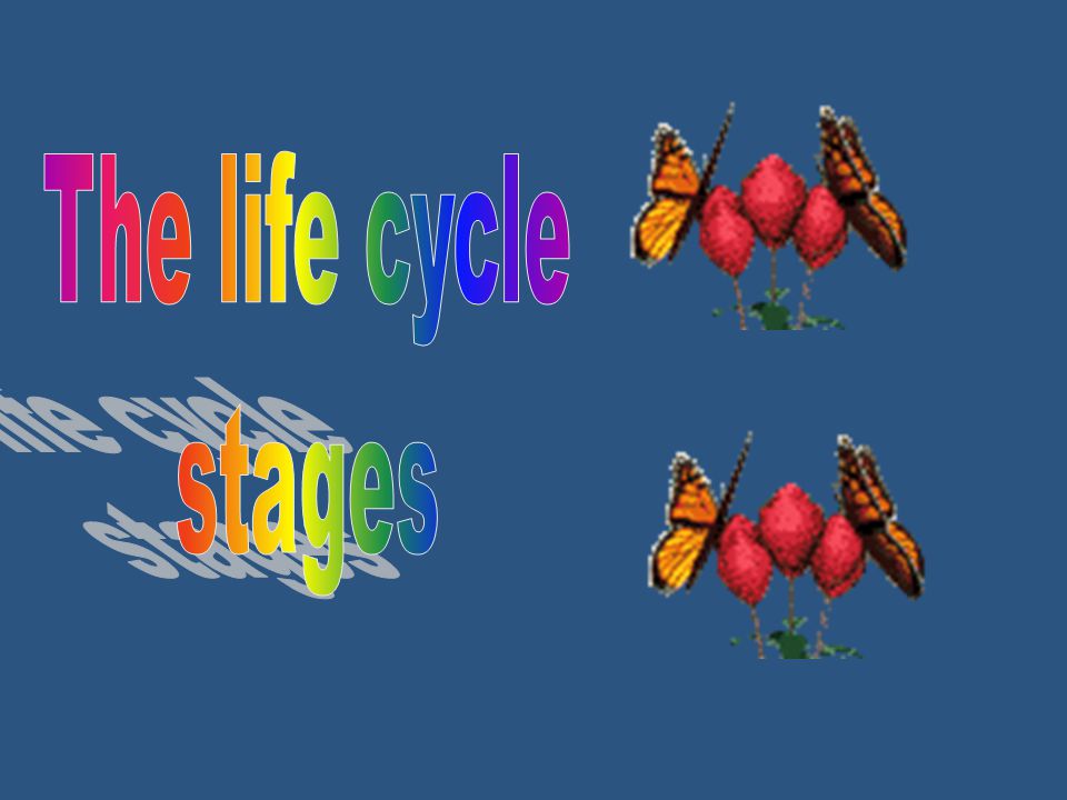 The life cycle stages