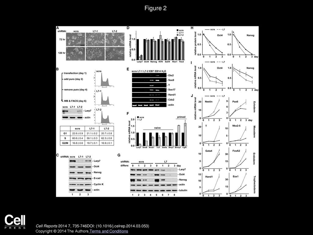 Volume 7, Issue 3, Pages (May 2014) - ppt download