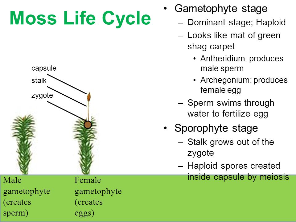 Moss Life Cycle Gametophyte stage Sporophyte stage