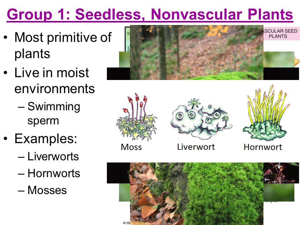 Group 1: Seedless, Nonvascular Plants