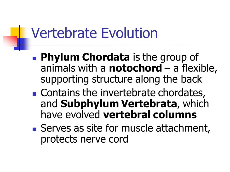 Vertebrate Survey Anatomy and Physiology of Vertebrates - ppt video
