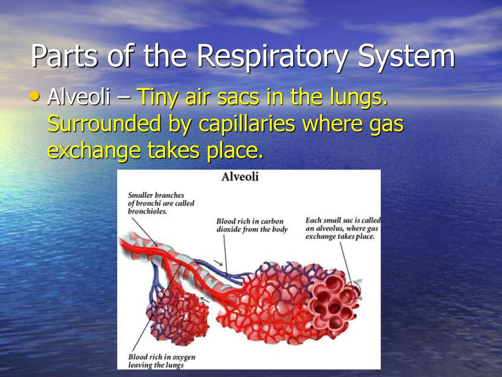 Respiratory System. Biology Diagrams