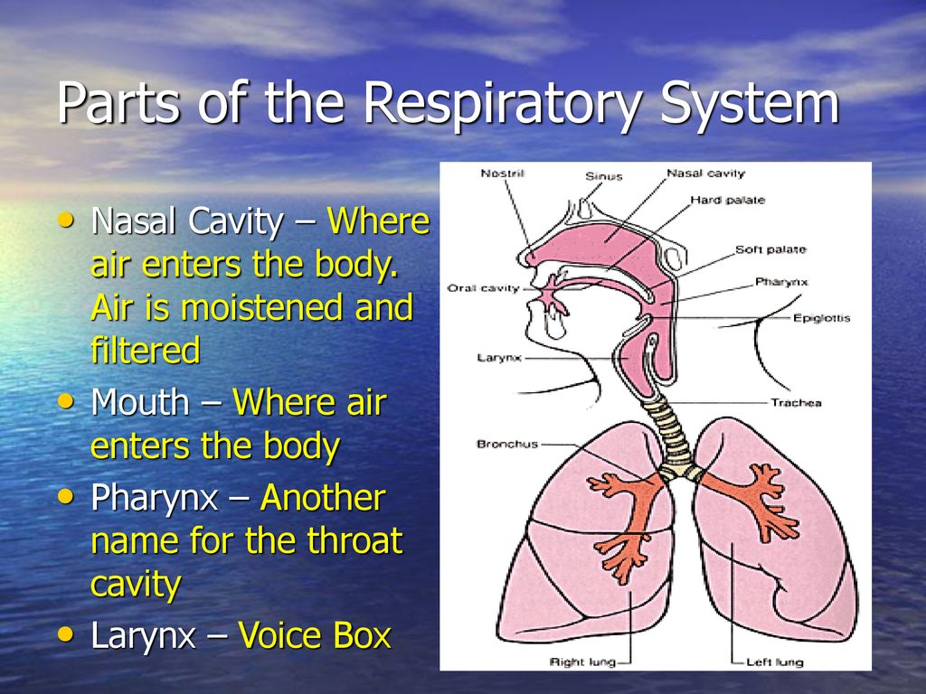 Respiratory System. Biology Diagrams