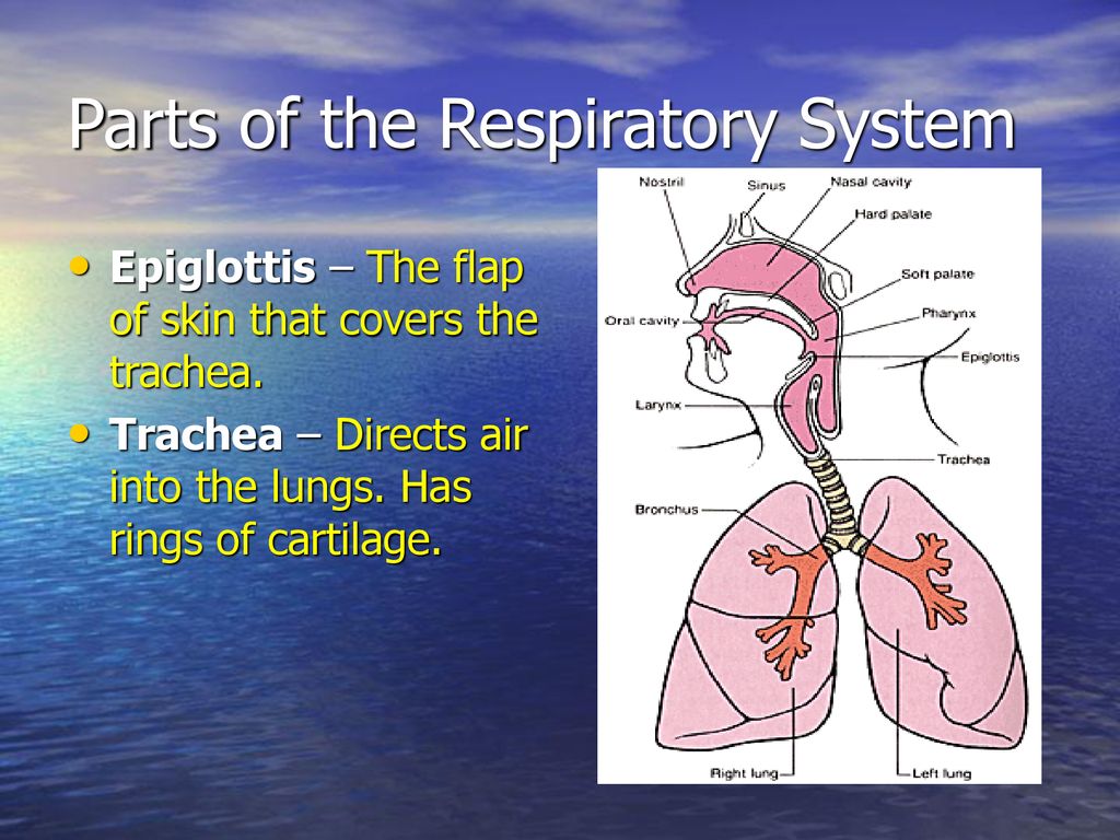 Respiratory System. Biology Diagrams
