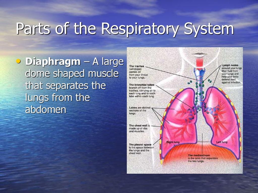 Respiratory System. Biology Diagrams