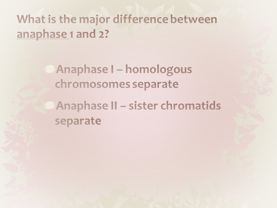 how does anaphase i differ from anaphase ii