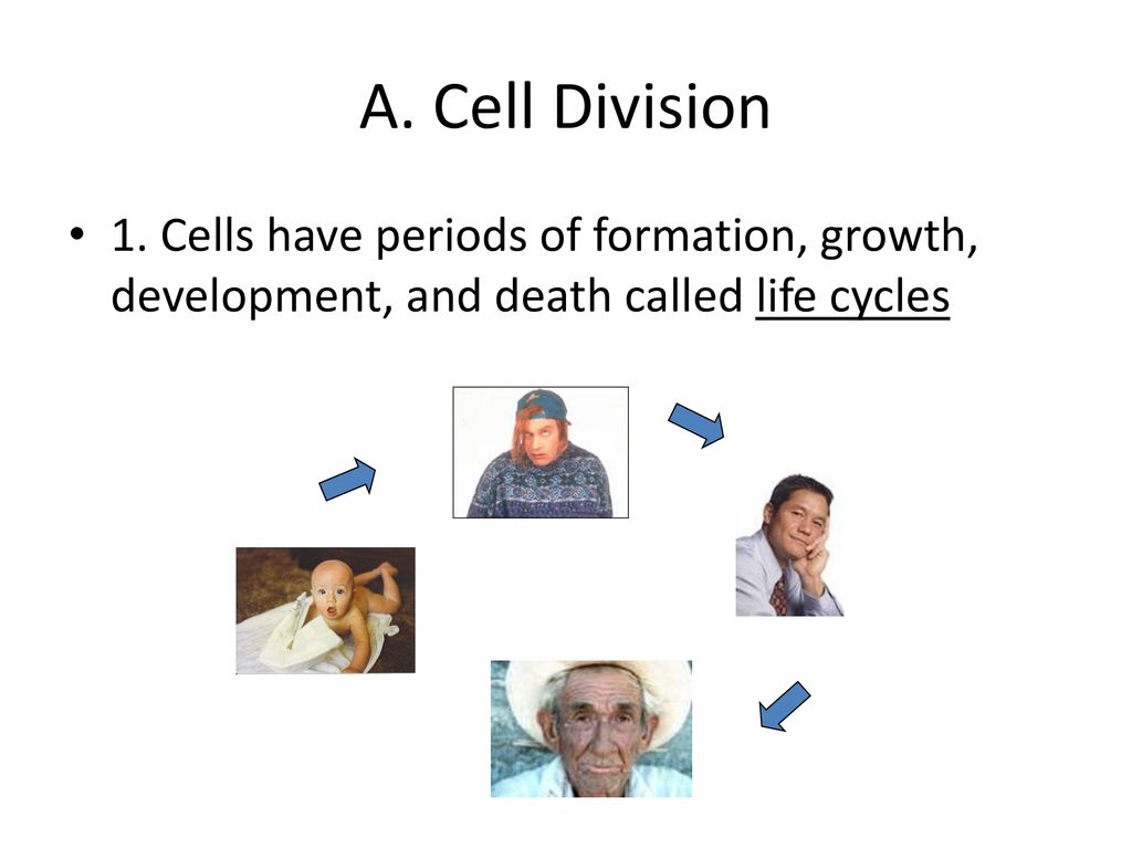 Cell Division and Mitosis Biology Diagrams