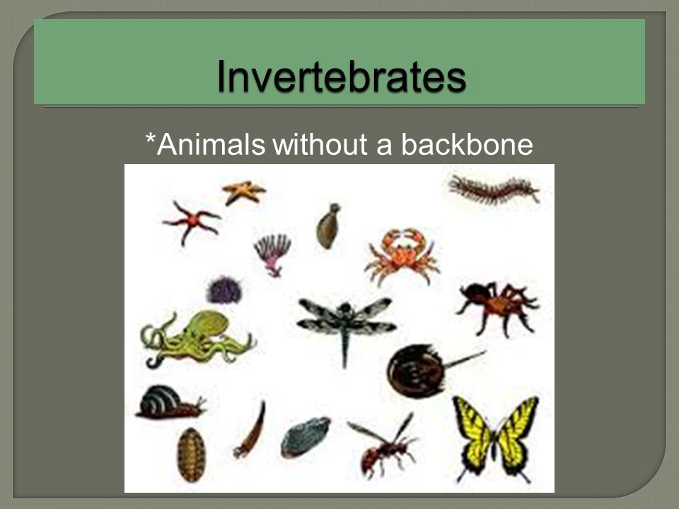 Animal Classifications - ppt video online download