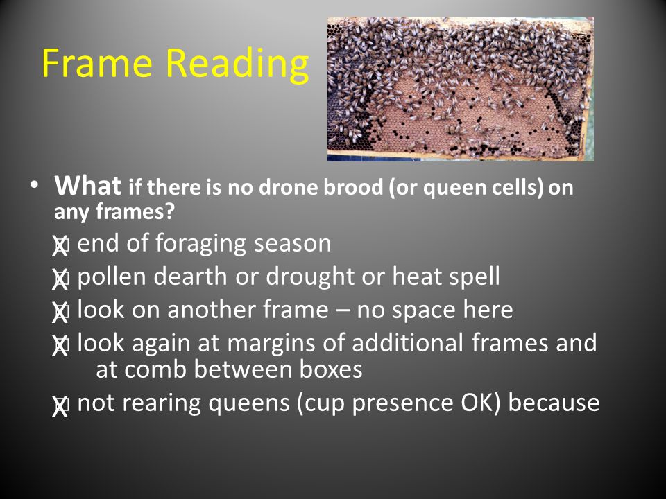 Frame Reading What if there is no drone brood (or queen cells) on any frames □ end of foraging season.