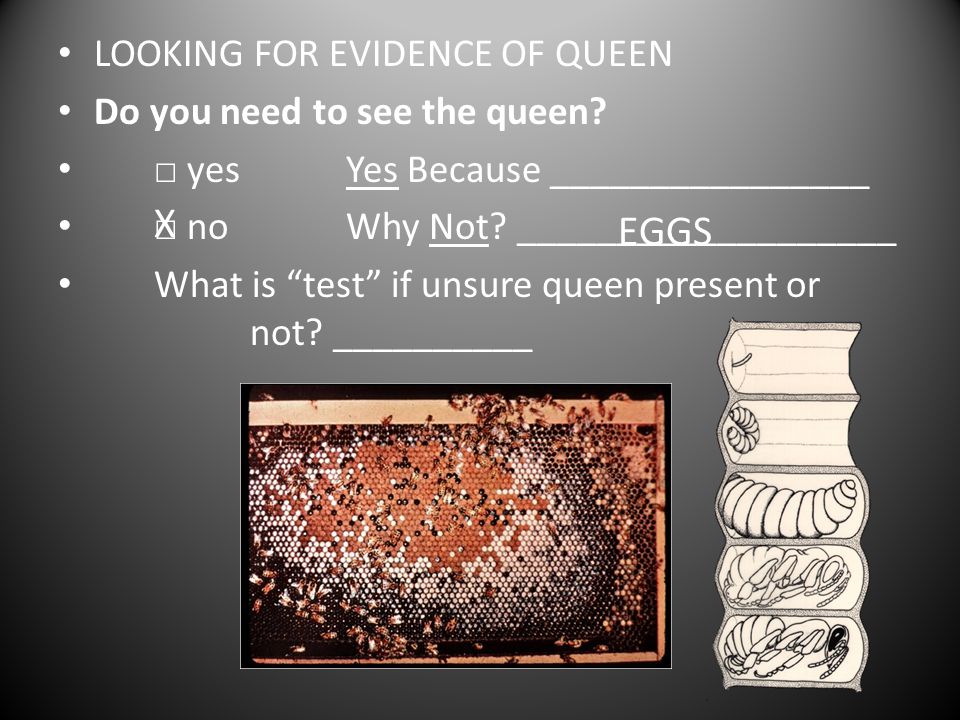 X EGGS LOOKING FOR EVIDENCE OF QUEEN Do you need to see the queen