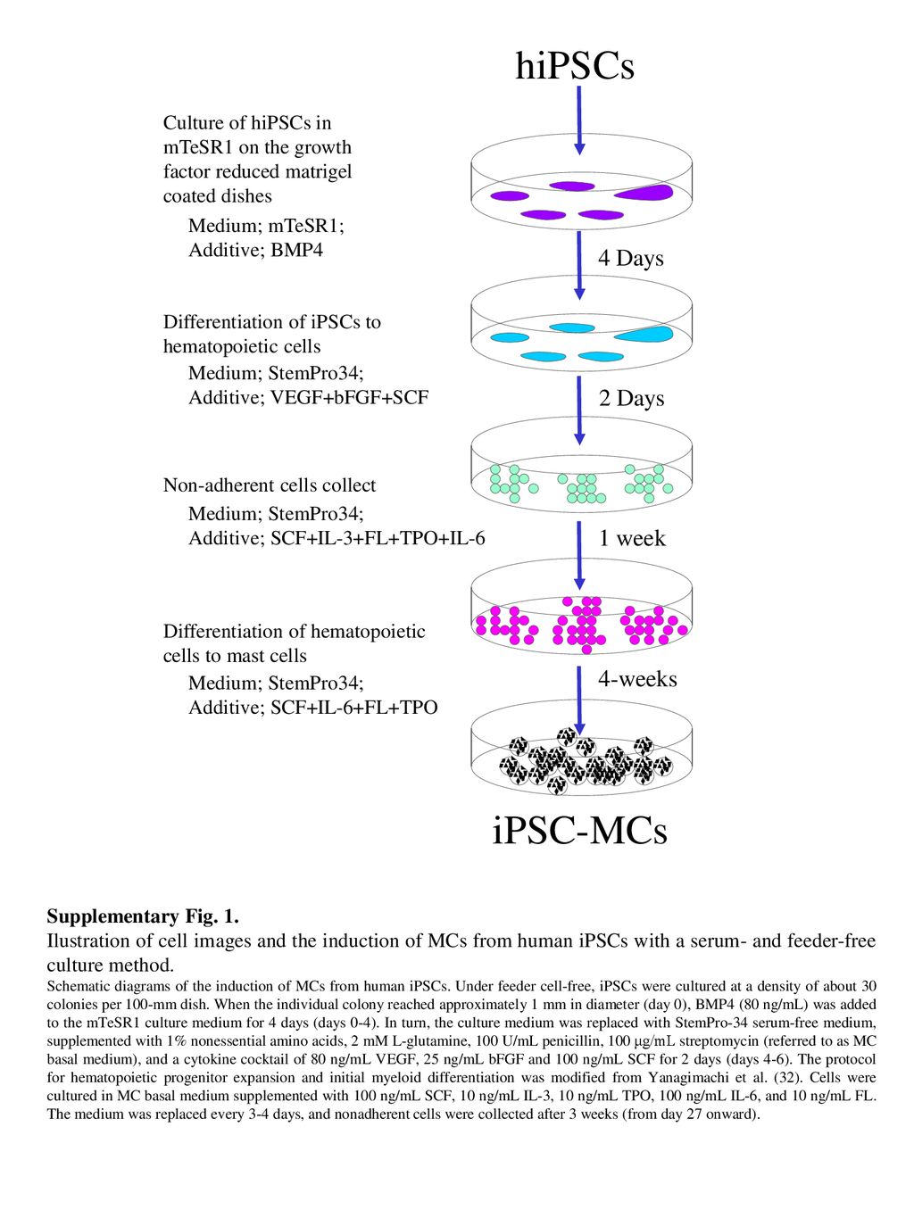 hiPSCs iPSC-MCs 4 Days 2 Days 1 week 4-weeks - ppt download