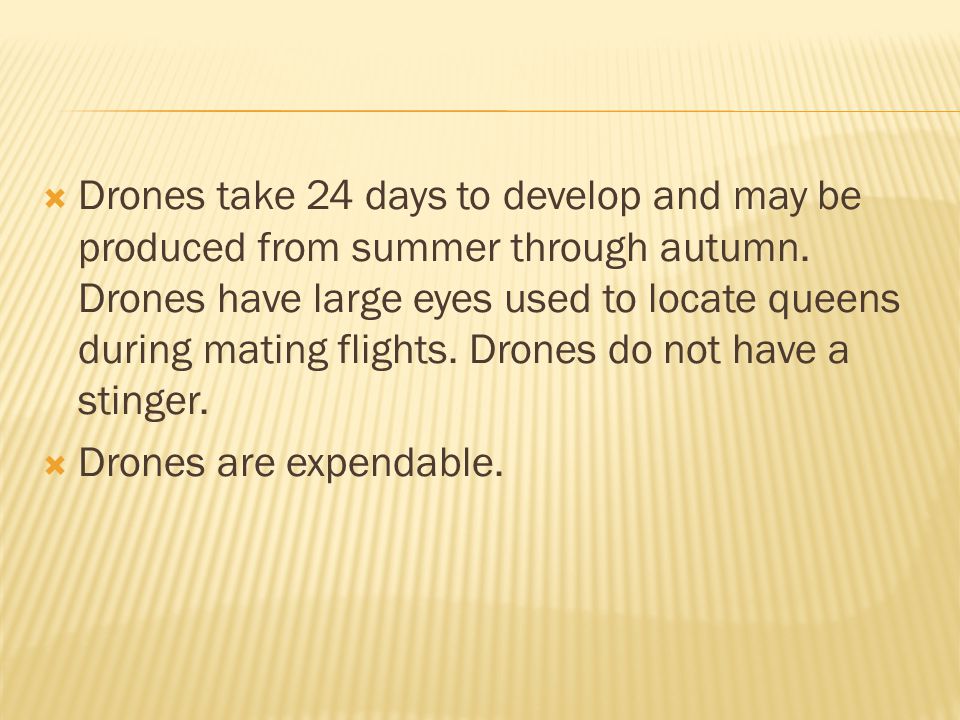 Drones take 24 days to develop and may be produced from summer through autumn. Drones have large eyes used to locate queens during mating flights. Drones do not have a stinger.