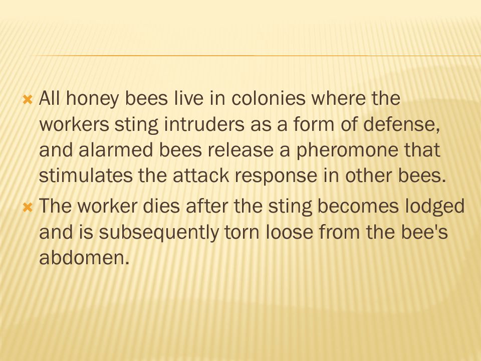 All honey bees live in colonies where the workers sting intruders as a form of defense, and alarmed bees release a pheromone that stimulates the attack response in other bees.
