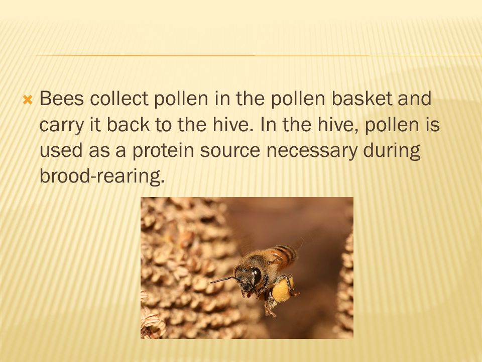 Bees collect pollen in the pollen basket and carry it back to the hive