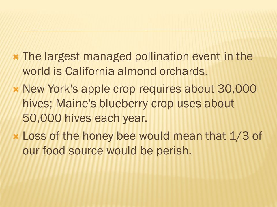 The largest managed pollination event in the world is California almond orchards.