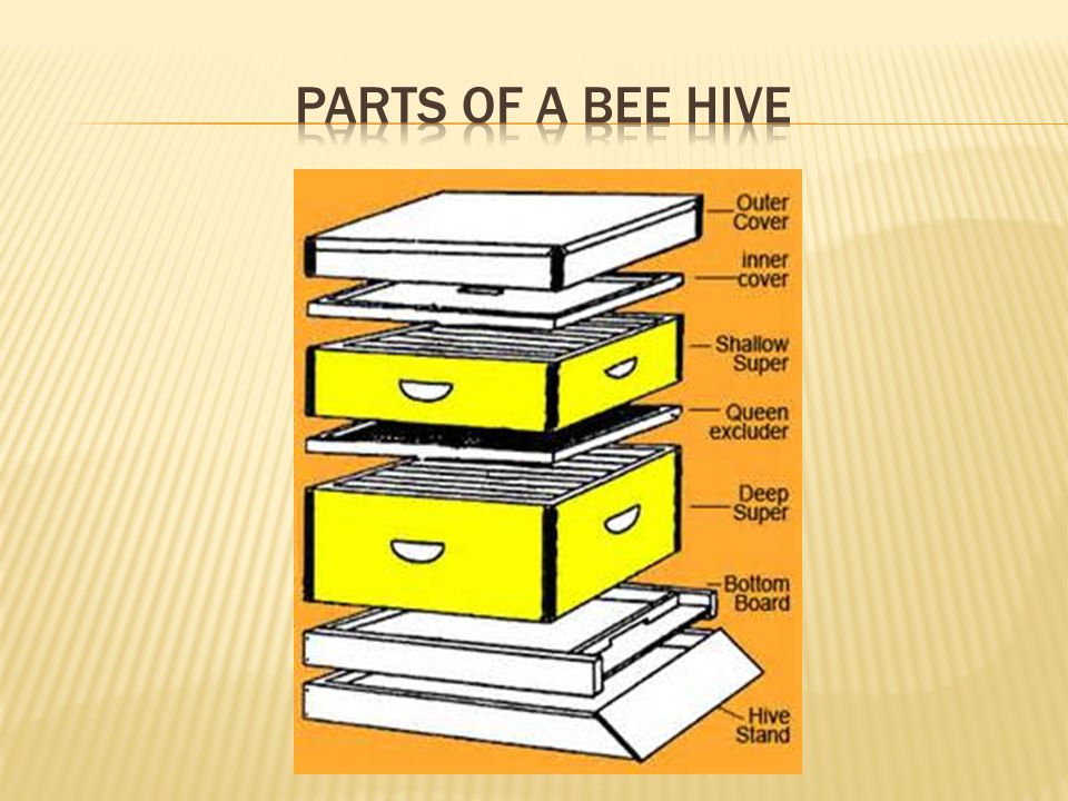 Parts of a bee hive