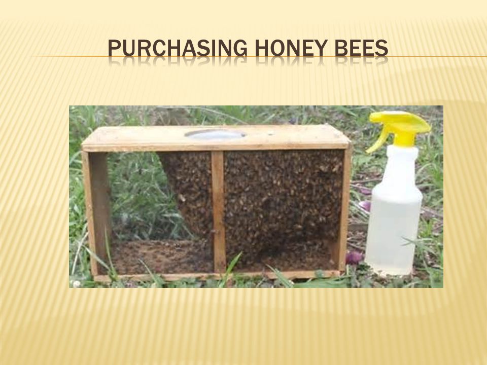 Purchasing honey bees