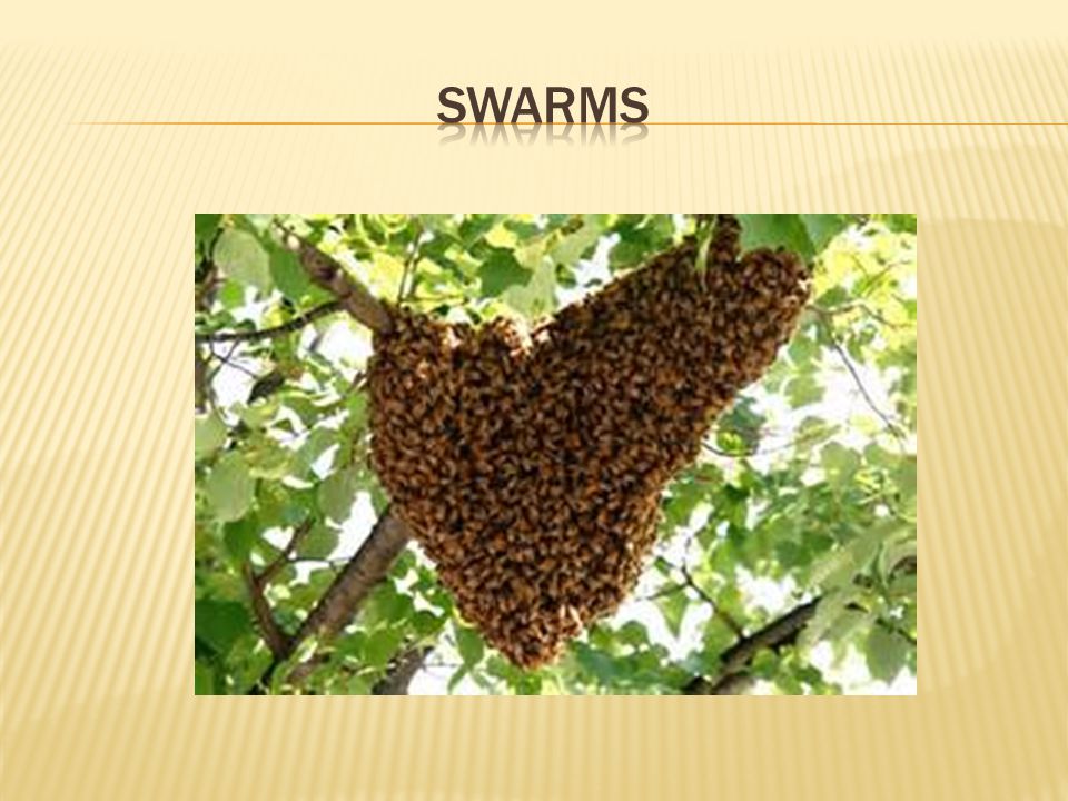 swarms