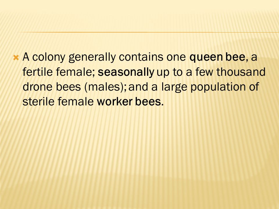 A colony generally contains one queen bee, a fertile female; seasonally up to a few thousand drone bees (males); and a large population of sterile female worker bees.