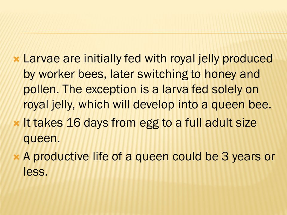 Larvae are initially fed with royal jelly produced by worker bees, later switching to honey and pollen. The exception is a larva fed solely on royal jelly, which will develop into a queen bee.