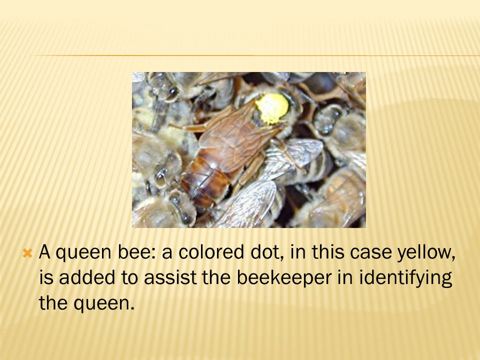A queen bee: a colored dot, in this case yellow, is added to assist the beekeeper in identifying the queen.