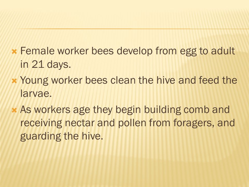 Female worker bees develop from egg to adult in 21 days.