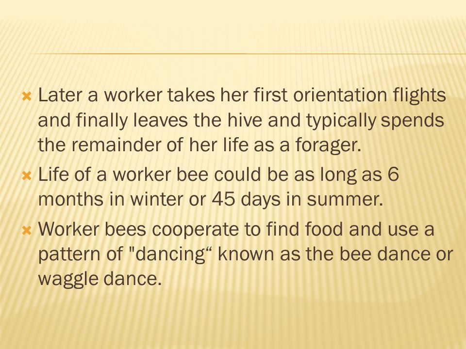 Later a worker takes her first orientation flights and finally leaves the hive and typically spends the remainder of her life as a forager.