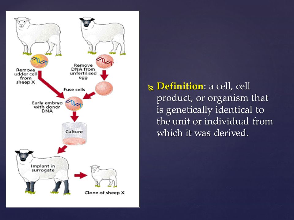 Animal Cloning To Clone, or not to Clone. - ppt download