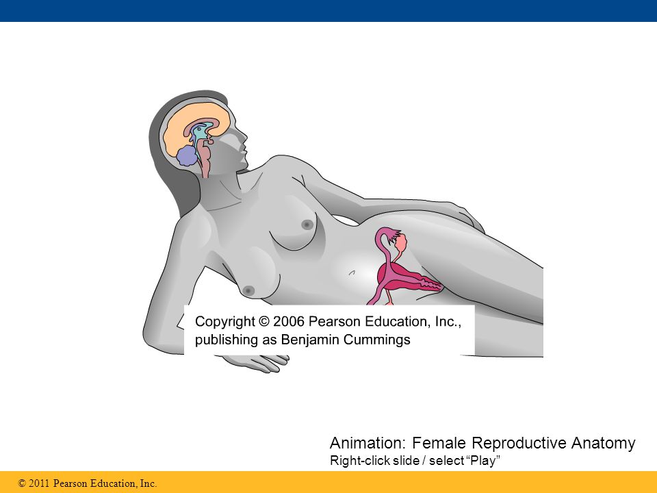 Animation: Female Reproductive Anatomy Right-click slide / select Play