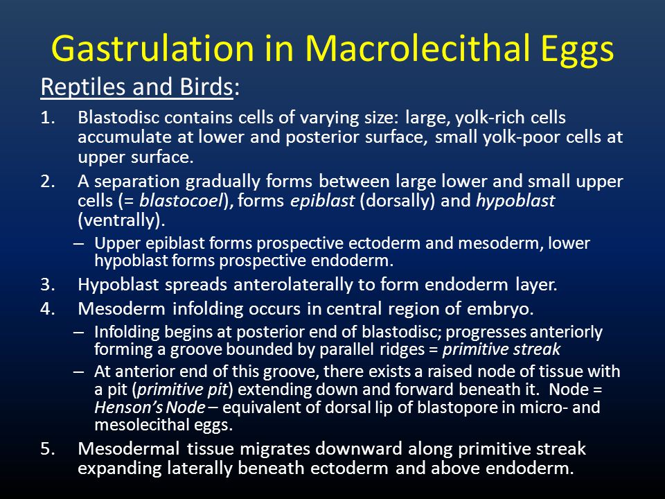 Gastrulation in Macrolecithal Eggs