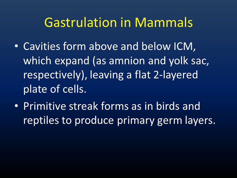 Gastrulation in Mammals
