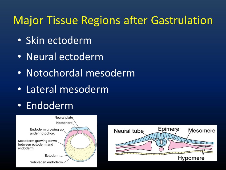 Major Tissue Regions after Gastrulation