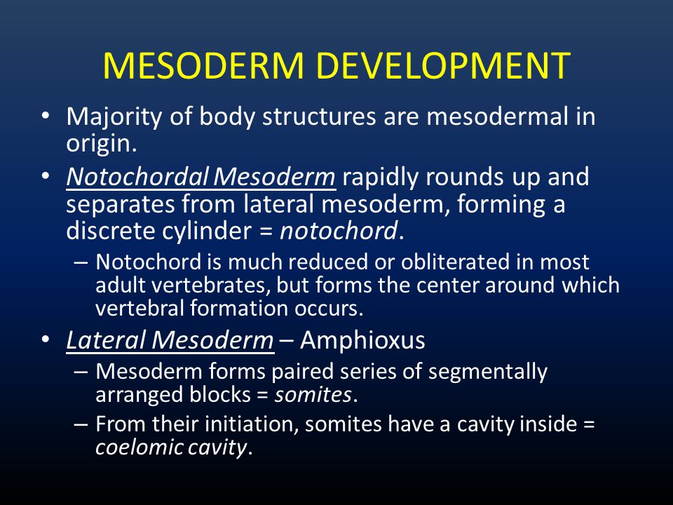 MESODERM DEVELOPMENT Majority of body structures are mesodermal in origin.