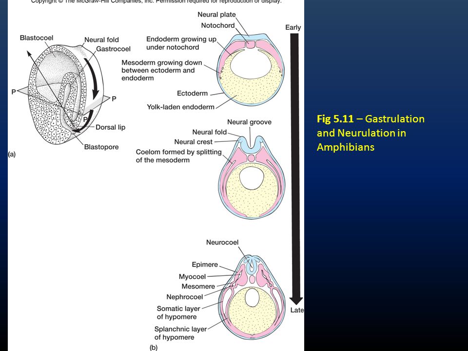 Fig 5.11 – Gastrulation and Neurulation in Amphibians