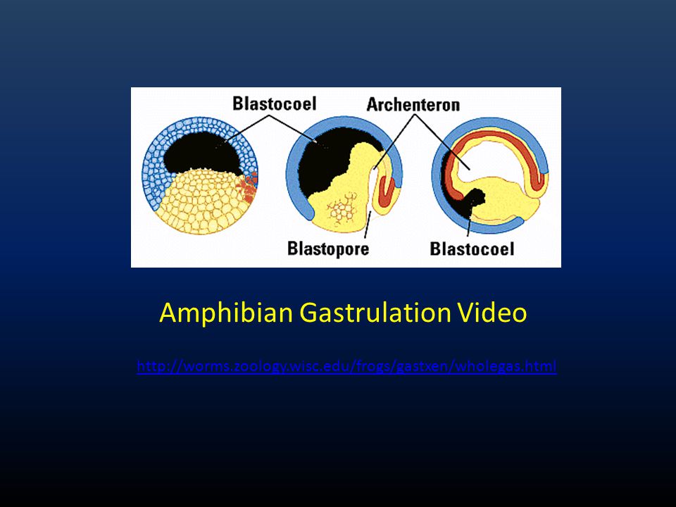 Amphibian Gastrulation Video