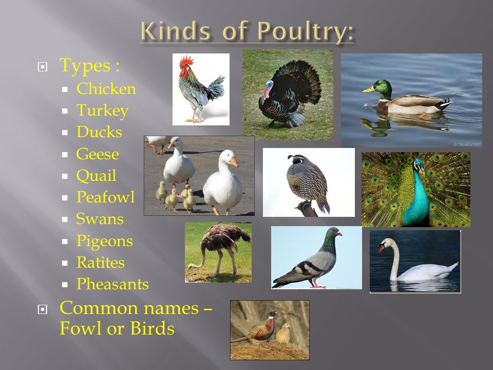 Chapter 12 Poultry Production - ppt download