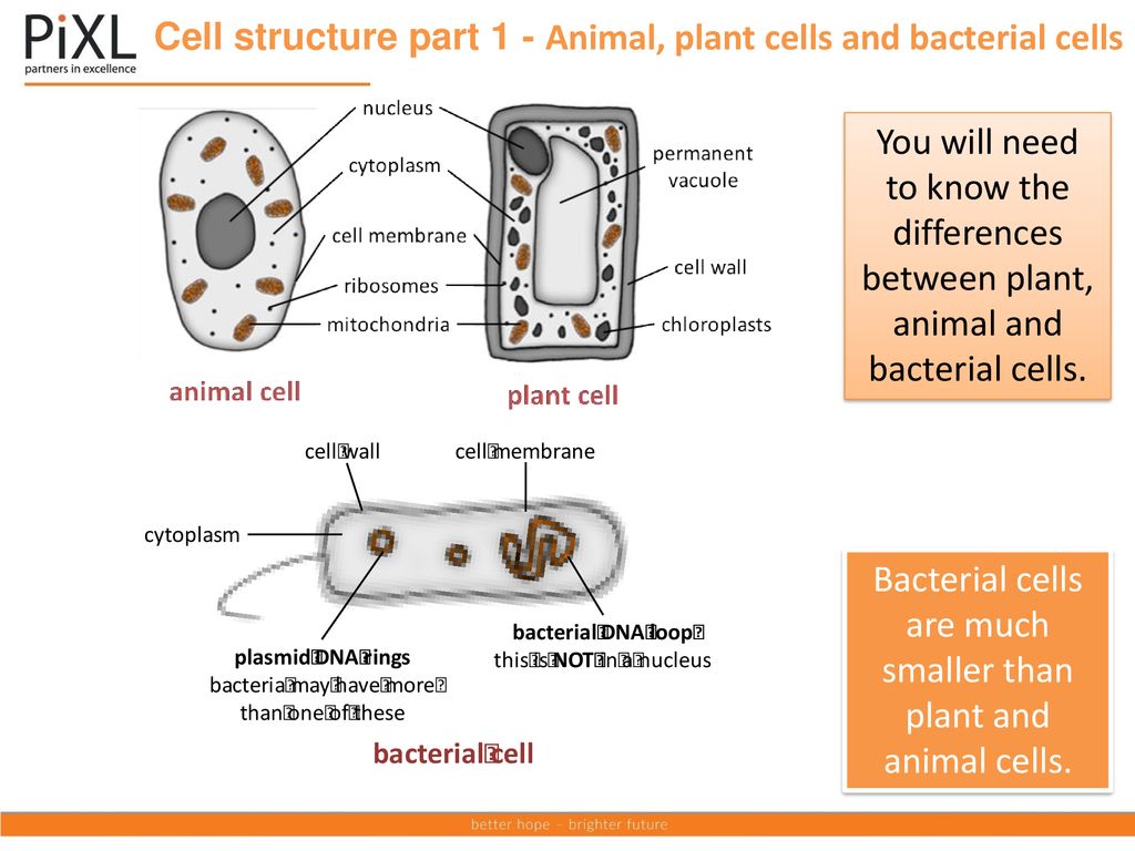 Aqa Topic Cell Biology Ppt Download