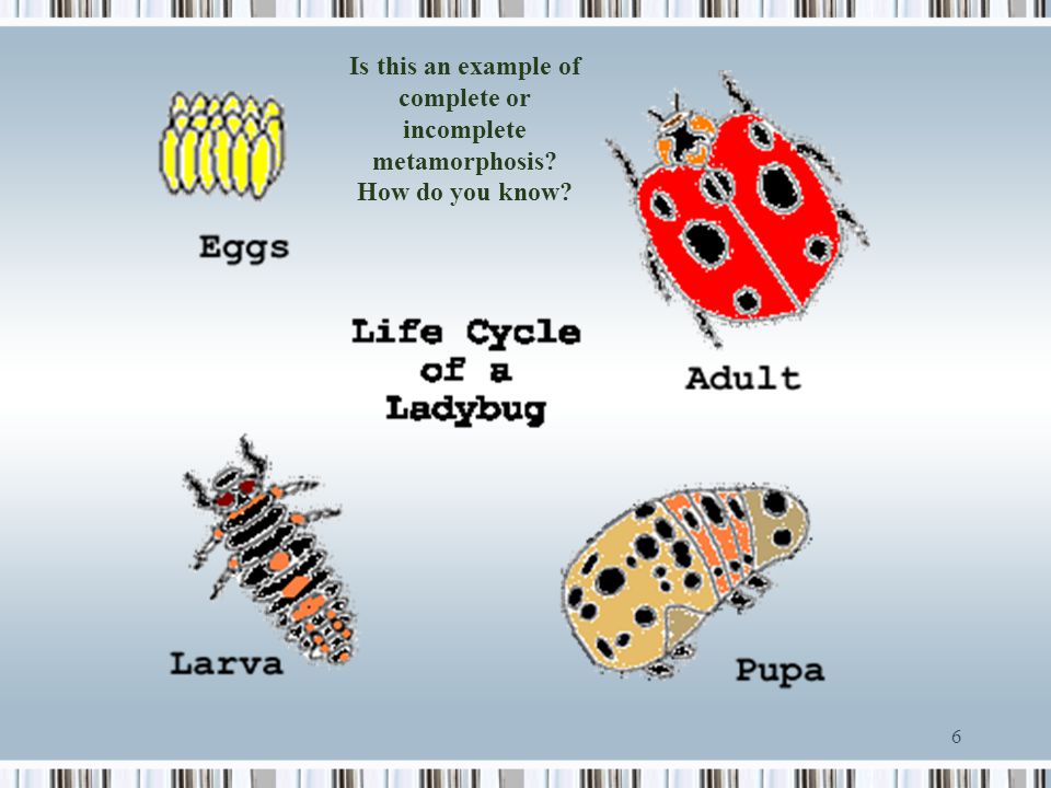 Comparing Life Cycles  – explore, illustrate, and compare life cycles  in living organisms  – describe the differences between complete and  incomplete. - ppt video online download