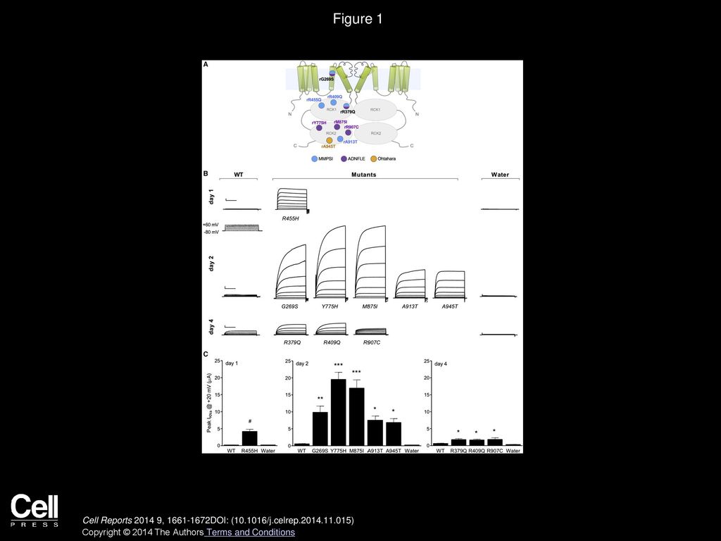 Volume 9, Issue 5, Pages (December 2014) ppt download