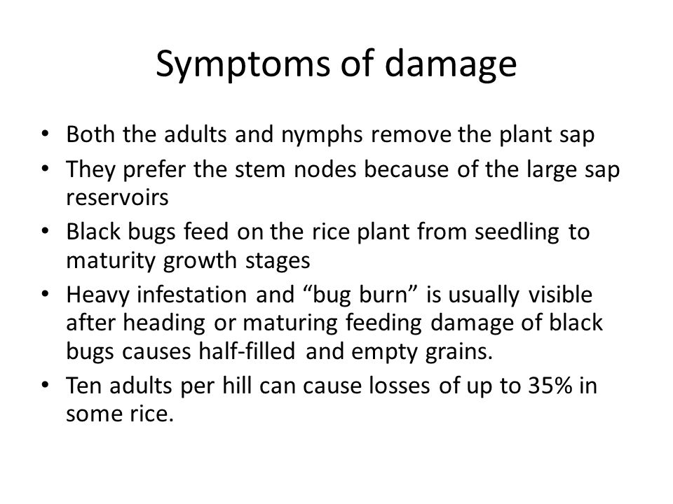 Symptoms of damage Both the adults and nymphs remove the plant sap