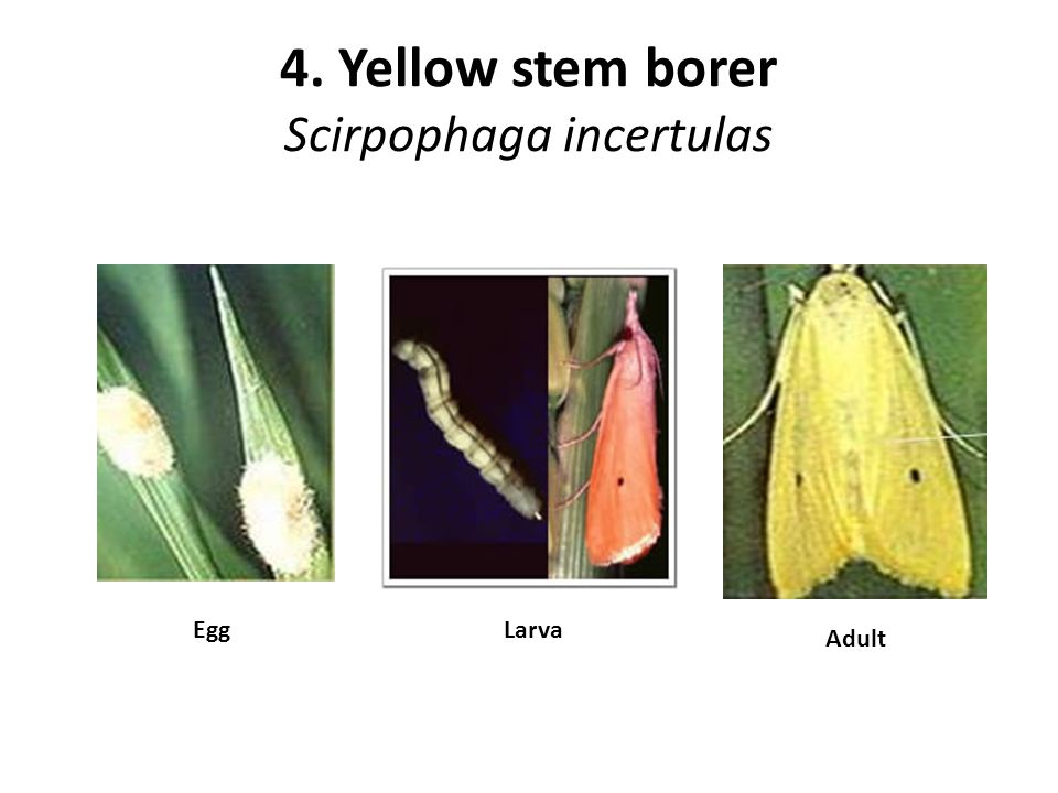 4. Yellow stem borer Scirpophaga incertulas